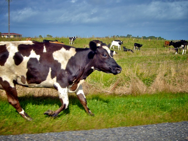 Cows